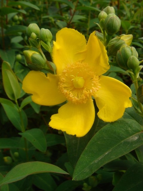 Hypericum hookerianum 'Hidcote' fleur P2B P2C